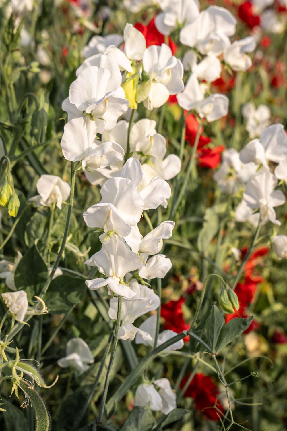 Luktärt 'Royal Wedding' (frö)